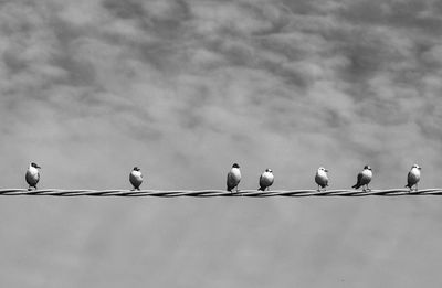 Low angle view of seagulls perching on cable