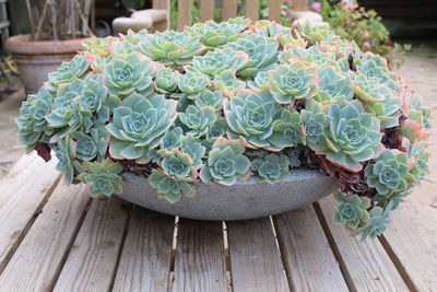 Close up macro of exotic cacti type plant growing in large pot in greenhouse in organic garden