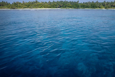 Scenic view of lake in forest