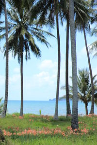 Palm trees by sea against sky