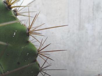 Close-up of cactus plant