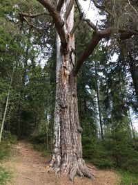 Trees in forest