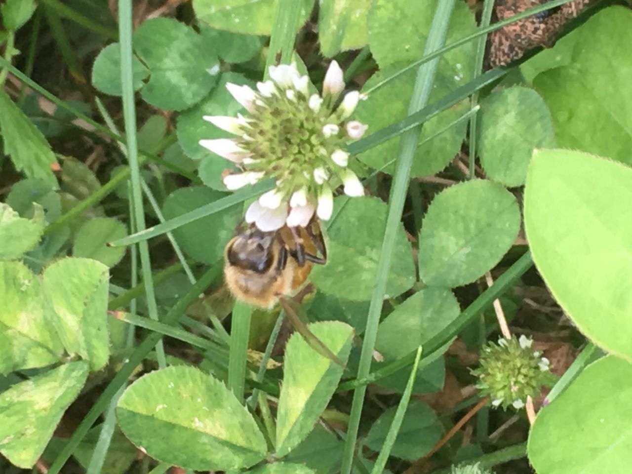 CLOSE-UP OF HONEY BEE ON GREEN FLOWER