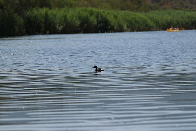 Ducks swimming in lake