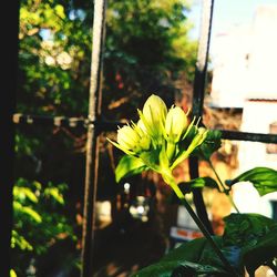 Close-up of yellow flower