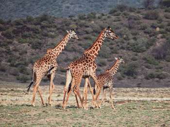 A herd of giraffes at shompole conservancy, magadi, kenya