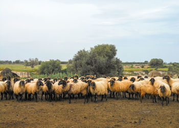 Flock of typical moscia leccese sheep in salento, puglia