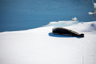 High angle view of seal on snow covered shore