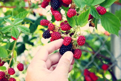 Cropped image of hand picking fresh raspberry from plant