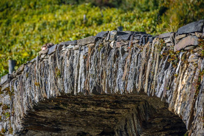 Close-up of wood