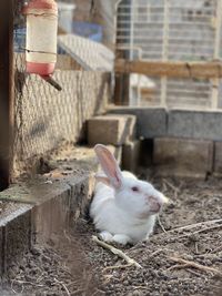 Close-up of rabbit