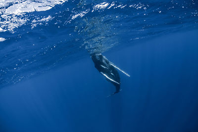 Close-up of swimming in sea