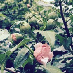 Close-up of flowers