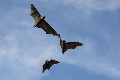 Low angle view of bird flying against sky