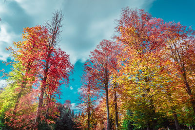 Low angle view of autumnal trees against sky