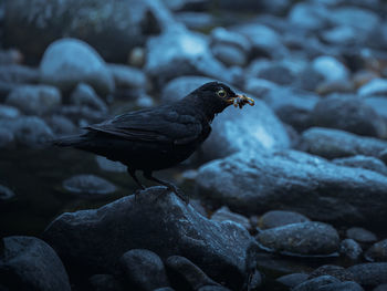Close-up of bird perching on rock