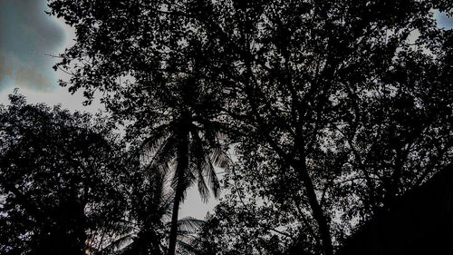 Low angle view of silhouette trees against sky