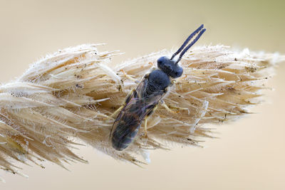 Close-up of insect over white background