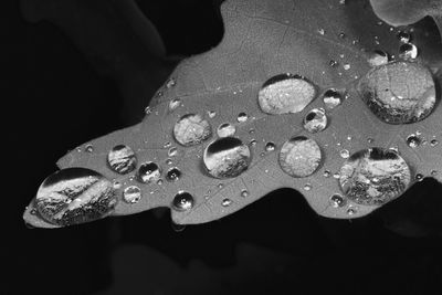 Close-up of water drops on leaf against black background