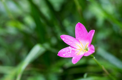 Close-up of pink lotus water lily