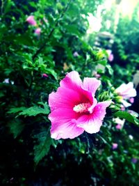 Close-up of pink hibiscus flower