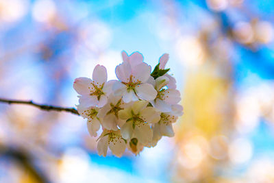 Close-up of cherry blossoms on tree