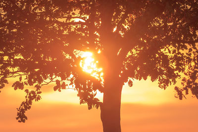 Low angle view of silhouette tree against sky during sunset