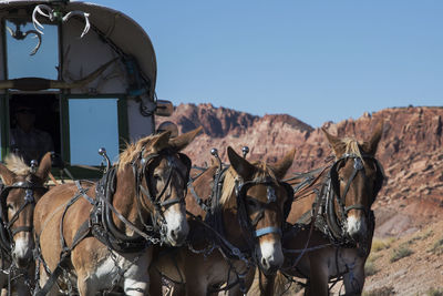 Close-up of horse cart against sky