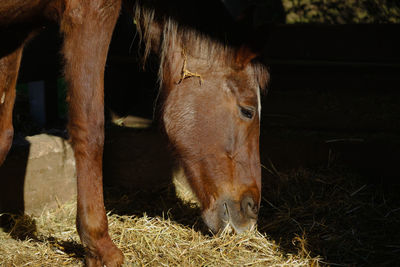 Horse in a field