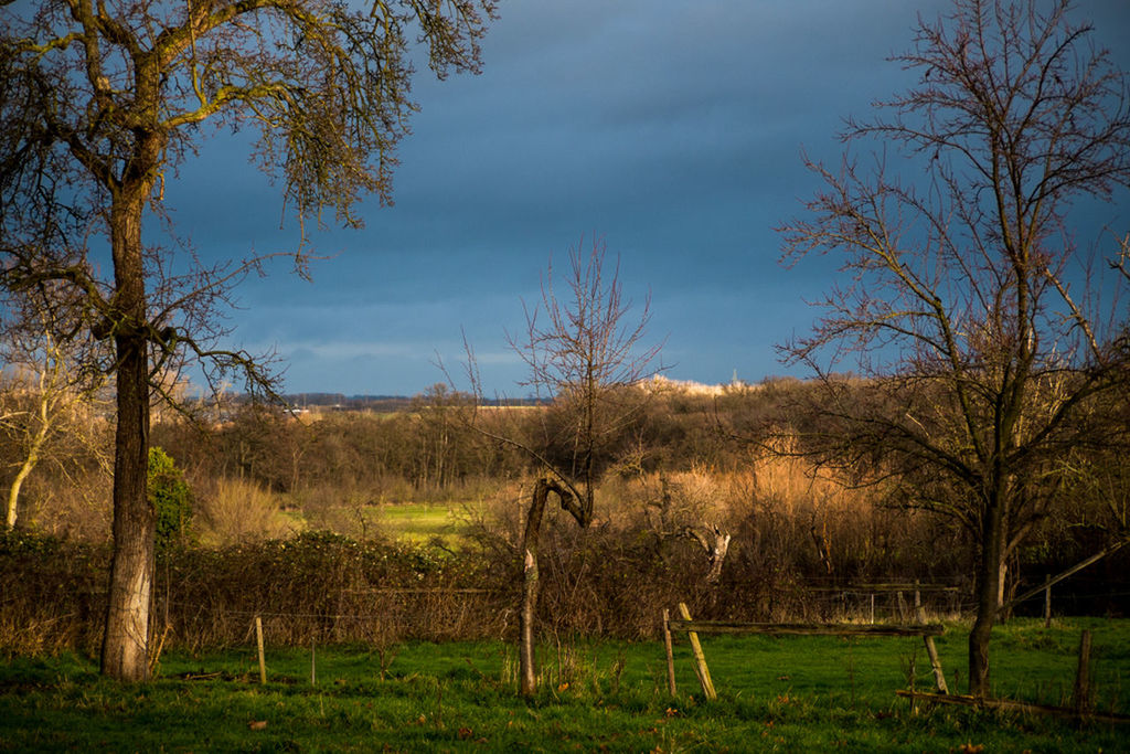 tree, bare tree, grass, tranquility, tranquil scene, landscape, sky, branch, field, tree trunk, scenics, nature, beauty in nature, grassy, growth, non-urban scene, remote, day, cloud - sky, outdoors