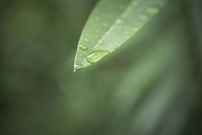 Close-up of raindrops on green leaves