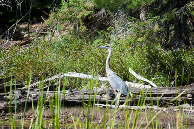 High angle view of gray heron perching on tree by lake