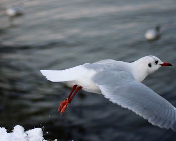 Seagull flying over lake