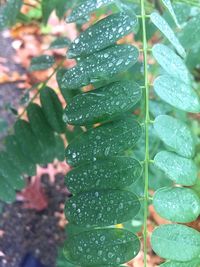 Close-up of wet plant