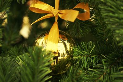 Close-up of christmas tree