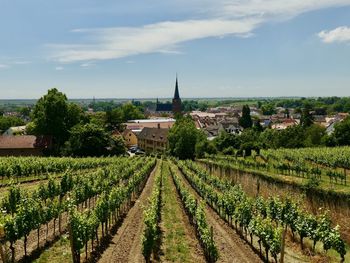 Scenic view of vineyard against sky