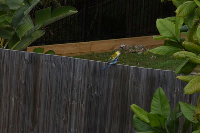 Close-up of bird perching on plant