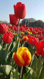 Close-up of red tulips