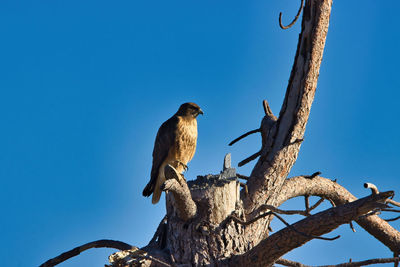 Low angle view of bird perching on tree against sky