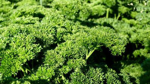 Green leaves of herbst on field