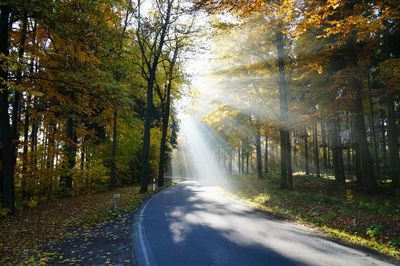 Sunbeams streaming through autumn trees on empty road in forest