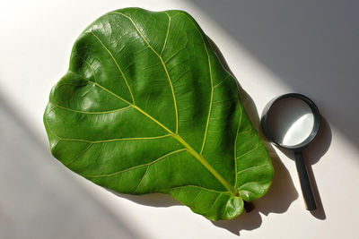 Directly above shot of green leaves on table