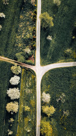 High angle view of trees