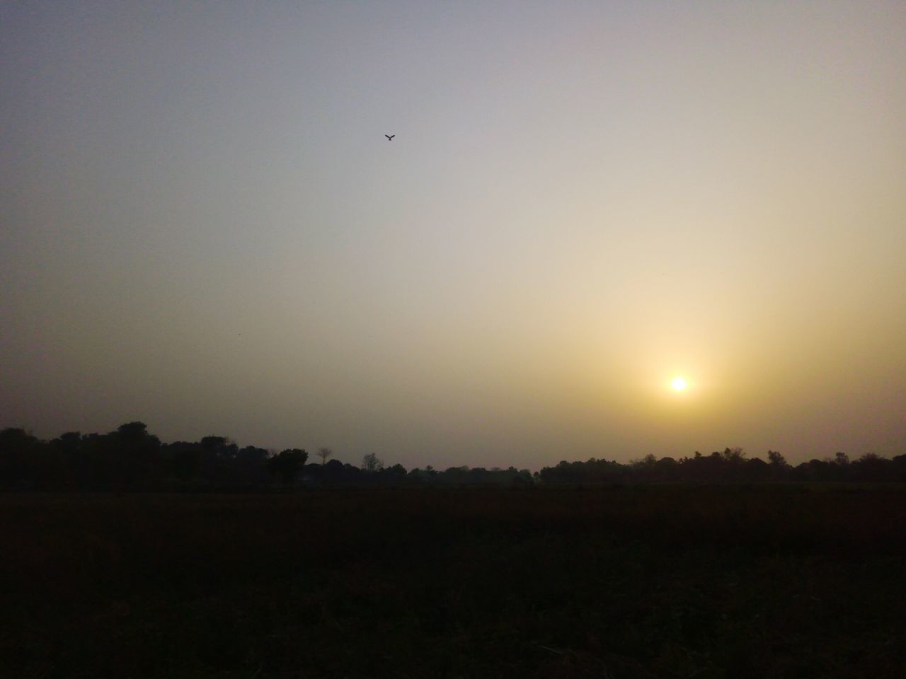 SILHOUETTE TREES ON LANDSCAPE AGAINST CLEAR SKY DURING SUNSET