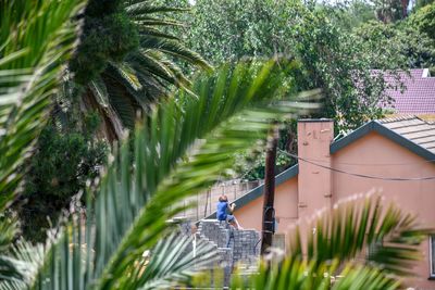 Palm trees and plants growing outside building