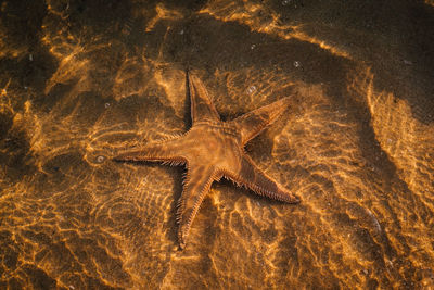High angle view of starfish in river
