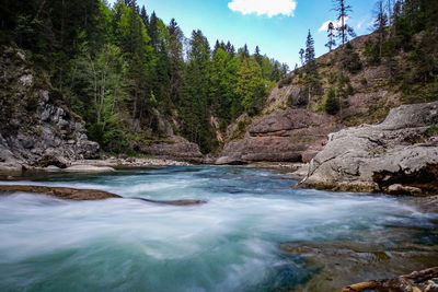 Scenic view of river amidst trees against sky