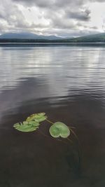 Scenic view of leaves floating on lake against sky