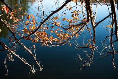 Close-up of bare tree against blue sky