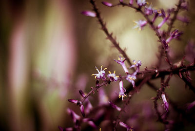 Close-up of purple flowers on branch